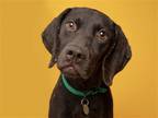 Adopt GRETA a Brown/Chocolate German Shorthaired Pointer / Mixed dog in Denver