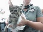 Adopt ADICUS a Brown Tabby Domestic Shorthair / Mixed (short coat) cat in