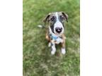 Adopt Theo a Brindle - with White Mixed Breed (Medium) dog in Amesbury