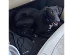 Adopt Sophie a Black Australian Shepherd / Mixed dog in Garner, NC (39167845)