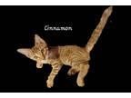 Adopt Cinnamon #brother-of-Copper a Brown Tabby Abyssinian / Mixed (short coat)