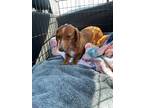 Adopt Daphne a Red/Golden/Orange/Chestnut - with White Dachshund / Mixed dog in