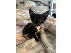 Adopt Juni a Black & White or Tuxedo American Shorthair / Mixed (short coat) cat