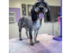 Adopt Shaggy a Gray/Blue/Silver/Salt & Pepper Shih Tzu dog in Sanford