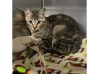 Adopt Lily a Gray or Blue Domestic Shorthair / Mixed cat in Spokane