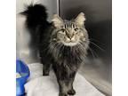 Adopt Zoey a Brown or Chocolate Domestic Longhair / Mixed cat in Spokane