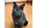 Adopt Jack a Gray or Blue Domestic Shorthair / Mixed cat in Ballston Spa