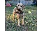 Adopt Sheriff a Golden Retriever / Poodle (Standard) / Mixed dog in Normal