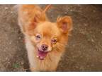 Adopt CHOPSTICKS a Red/Golden/Orange/Chestnut Pomeranian / Mixed dog in Tustin