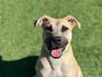 Adopt THENA a Tan/Yellow/Fawn Pit Bull Terrier / Mixed dog in Tustin