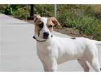 Adopt MARQUIS a White German Shepherd Dog / Pit Bull Terrier / Mixed dog in