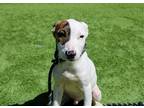 Adopt REGIS a White Pointer / Mixed dog in Tustin, CA (39165513)