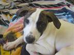 Adopt STELLA a White Pointer / Mixed dog in Tustin, CA (39165509)