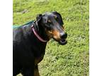 Adopt Luna a Doberman Pinscher dog in Sanford, NC (39182902)