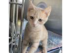 Adopt Apache a Tan or Fawn Tabby Domestic Shorthair / Mixed cat in Jefferson