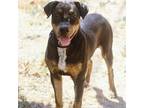 Adopt Dempsy 23-09-011 a Black Rottweiler / Doberman Pinscher / Mixed dog in