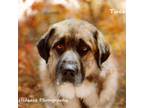 Adopt Tucker a Brown/Chocolate Anatolian Shepherd / Mixed dog in Ottawa