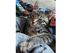 Adopt Murphy (Courtesy Post) a Gray, Blue or Silver Tabby Domestic Shorthair /