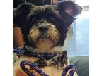 Adopt Bella a Black Shih Tzu / Mixed Breed (Small) / Mixed dog in Lindenwold