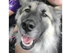 Adopt Simba a Gray/Silver/Salt & Pepper - with Black German Shepherd Dog / Mixed