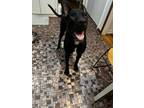 Adopt Bruno a Black - with White German Shepherd Dog / Labrador Retriever /