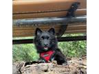 Adopt Blueberry Bear a Black Pomeranian / Mixed dog in Durham, NC (39186100)