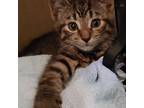 Adopt Paul a Gray, Blue or Silver Tabby Domestic Shorthair cat in Frankfort