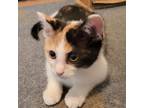 Adopt Stormy a Calico or Dilute Calico American Shorthair cat in Frankfort
