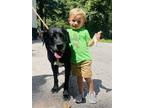 Adopt Elvis URGENT SENIOR OWNER SURRENDER a Black Labrador Retriever / Mixed dog