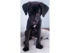 Adopt Skio a Black - with White Labrador Retriever / German Shepherd Dog / Mixed