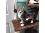 Adopt Emily a Tan or Fawn Tabby Manx (short coat) cat in Umatilla, FL (39189174)