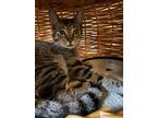 Adopt Wobbles a Gray, Blue or Silver Tabby Domestic Shorthair / Mixed (short