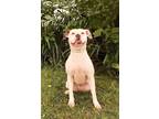 Adopt Molly a Pit Bull Terrier dog in Georgetown, OH (39167585)
