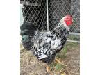 Adopt Slim a Chicken bird in Napa, CA (39189095)