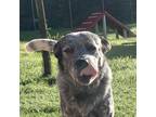 Adopt Merle a Merle Blue Heeler dog in Frankfort, KY (39169942)