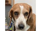 Adopt Snoopy a Tricolor (Tan/Brown & Black & White) Beagle dog in Frankfort