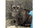 Adopt Michelle a British Shorthair / Mixed cat in Golden, CO (39188404)