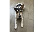 Adopt Charla a Black - with White Jack Russell Terrier / Mixed dog in St Louis