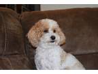 Adopt Matilda a White - with Red, Golden, Orange or Chestnut Poodle (Toy or Tea
