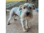 Adopt Jack Holler a White Schnauzer (Standard) / Mixed dog in Bellevile