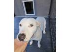 Adopt OG a White American Staffordshire Terrier / Labrador Retriever dog in