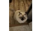 Adopt Boba a Cream or Ivory Ragdoll / Mixed (long coat) cat in Tempe