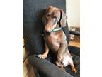 Adopt Melvin a Brown/Chocolate Dachshund / Mixed dog in Shoreview, MN (38374601)