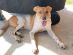 Adopt Bruno a Brindle - with White Shepherd (Unknown Type) / Australian Cattle