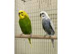 Adopt Lachlan And London Fog a Parakeet - Other bird in Novato, CA (39119160)