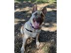 Adopt Bonnie a Australian Cattle Dog / Shepherd (Unknown Type) / Mixed dog in