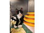 Adopt Boo a Black & White or Tuxedo Domestic Shorthair (short coat) cat in