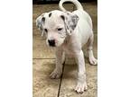 Adopt SM Puppy - Beckford a White Boxer / Mixed dog in Austin, TX (39081787)