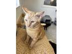 Adopt Jackfrags a Domestic Shorthair (short coat) cat in Oakdale, CA (39189135)