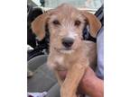 Adopt Boris a Red/Golden/Orange/Chestnut - with White Jack Russell Terrier /